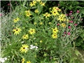 rudbeckia