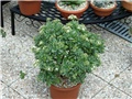 crassula arborescens  undulatifolia