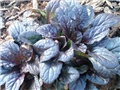 Puzava ivica ( Ajuga reptans 