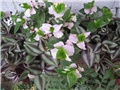 Tradescantia Blushing Bride i zebrina