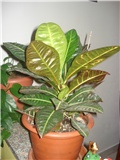 Croton