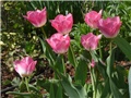 tulipani