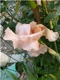 Perunika roza
