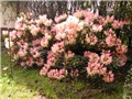 rododendron