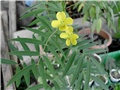  cassia angustifolia