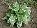 šarena hosta1