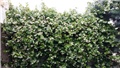 jasmin