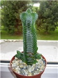 Crassula Buddha's temple