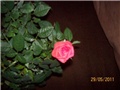 mini ruzice2