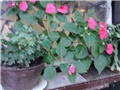 vodenika - lat impatiens