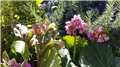 bergenia