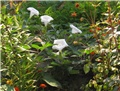 Datura