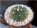 Astrophytum asterias hybrid