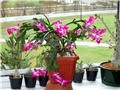 Schlumbergera truncata