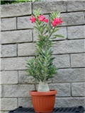 Adenium obesum