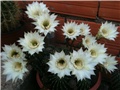 echinopsis