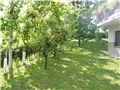 stari vocnjak