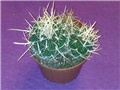 Kaktus (Stenocactus)