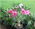 Adenium swazicum 