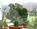 euphorbia lactea f. cristata variegata