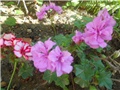pelargonije roze duple