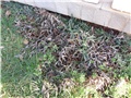 Zima 2011 carpobrotus