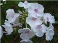 Phlox