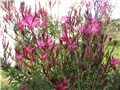 Gaura