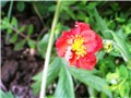 Blaženak - Geum coccineum