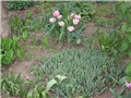 tulipani