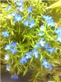 lobelia