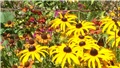 rudbekija