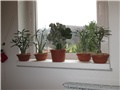 euphorbia lactea f. cristata variegata