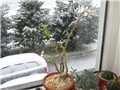 Pachypodium succulentum