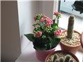 Kalanchoe blossfeldiana