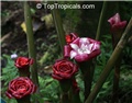 siam rose 