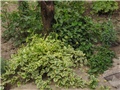 Vinica