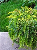 lysimachia nummularia