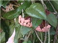 rascvjetana hoya