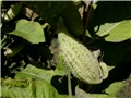 papagaji