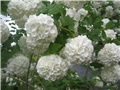 viburnum