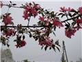 japanska jabuka