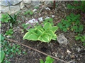 hosta