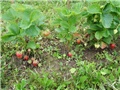 Jagode