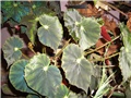 begonia