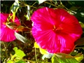 hibiskus