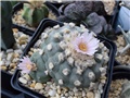 Lophophora williamsii