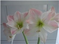 amarilis3
