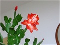 schlumbergera truncata hybrid