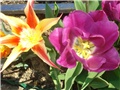 Tulipani